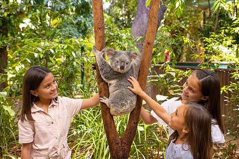 Koalas at The Roo's At Currumbin Wildlife Sanctuary